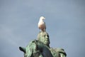 Seagull on the head of replica of statue Willem first Royalty Free Stock Photo