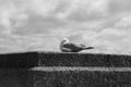 Seagull - Herring Gull sitting on the edge of a wall
