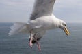 Seagull Holding Food