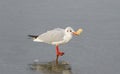 Seagull, holding in its beak bread