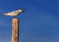 Seagull holding its prey in mouth