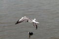 Seagull Hover Over Deep Blue Sea.