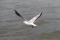 Seagull hover over deep blue sea. Royalty Free Stock Photo