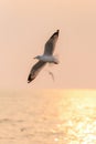 Seagull hover over sunrise beach Royalty Free Stock Photo