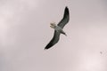Seagull hover in the sky on an overcast day