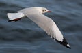 Seagull is hovering over the ocean