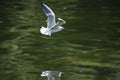 Seagull hovering over water.  seagull in flight Royalty Free Stock Photo