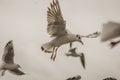 Seagull hovering 4 Royalty Free Stock Photo