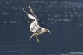 Seagull hovers above the lake Royalty Free Stock Photo