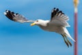 Seagull hovers above St Mark`s Square San Marco, Venice, Italy. This place is top tourist attraction in Venice. Close view of Royalty Free Stock Photo