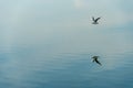 A seagull hovers over the calm water of the lake. Serenity and silence over the surface of the sea. The reflection of a flying Royalty Free Stock Photo