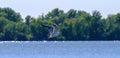 Seagull hunting down fish. Flying gull chick. Gullchick Flies over Expanse air. Flight of bird Royalty Free Stock Photo
