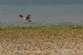 Seagull hunting in flight.