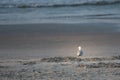 Seagull Hunting for Food at Low Tide
