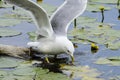 Seagull hunting in lake