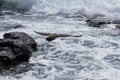 A seagull hunting over the sea in the stormy waves