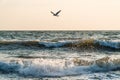 Seagull hunting over the waves of the baltic sea in the morning sun Royalty Free Stock Photo