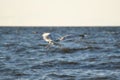 Seagull hunts for fish over the Baltic sea waters on sunny summer day Royalty Free Stock Photo