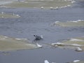 Seagull and ice floes floating on the river during the spring ice drift