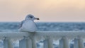 SEAGULL ON ICE