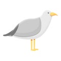 Seagull icon, cartoon style