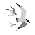 Seagull flight icon