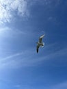 Seagull inflight with deep blue sky background Royalty Free Stock Photo