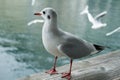 Seagull inspects the neighborhood from the bridge