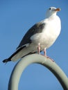 Seagull