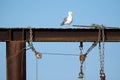 Seagull on an iron girder in Sidney, Vancouver Island, BC