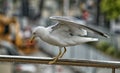 Seagull on the iron handrail at rainy weather with blurred background of city. Royalty Free Stock Photo