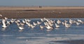 Seagull Island of Fanoe in Denmark Royalty Free Stock Photo