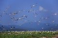 Seagull island where they nest