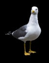 Seagull isolated, background color black