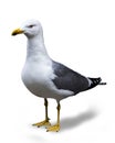 Seagull isolated, background color white