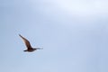 Seagull Isolated Flying in Front of Blue Sky with Sun Spots Flare Royalty Free Stock Photo