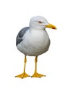 Seagull Isolated Royalty Free Stock Photo