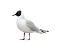 Seagull isolated on white background Royalty Free Stock Photo