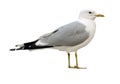 Seagull isolated on white background