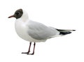 Seagull isolated on white background