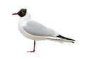 Seagull isolated on white background