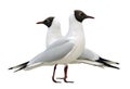 Seagull isolated on white background