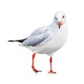 Seagull isolated on white background. White bird for your design. Wink emotion Royalty Free Stock Photo