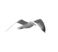 Seagull Isolated on White Royalty Free Stock Photo