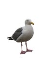 Seagull isolated on white Royalty Free Stock Photo
