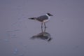 A seagull and its reflection on the beach at blue hour Royalty Free Stock Photo