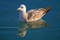 A Seagull And Its Reflection - Water Bird