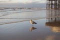 A Seagull & Its reflection