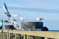 Seagull on the jetty at the Baltic Sea by the sea. The bird looks into the sunset Royalty Free Stock Photo