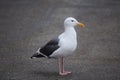 Seagull Royalty Free Stock Photo